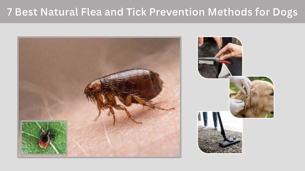 7 Best Natural Flea and Tick Prevention Methods for Dogs
