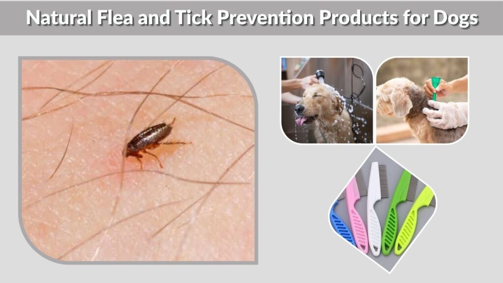 Natural Flea and Tick Prevention Products for Dogs