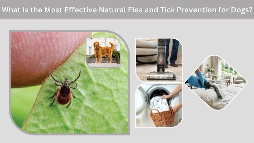 What Is the Most Effective Natural Flea and Tick Prevention for Dogs?