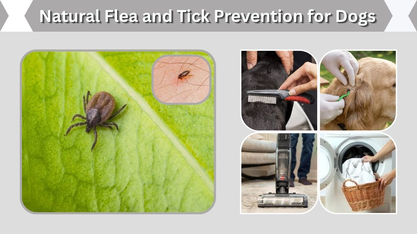 Natural Flea and Tick Prevention for Dogs: 7 Simple Ways That Help