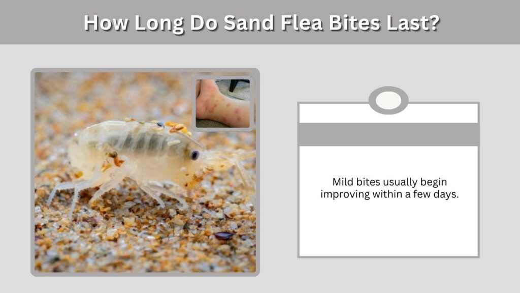 How Long Do Sand Flea Bites Last?