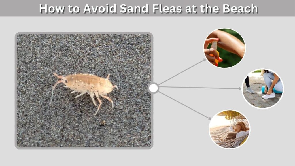 How to Avoid Sand Fleas at the Beach
