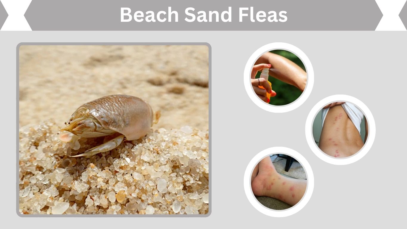 Beach Sand Fleas: Identification, Bites, and How to Avoid Them