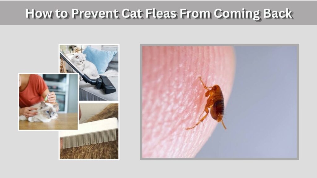How to Prevent Cat Fleas From Coming Back