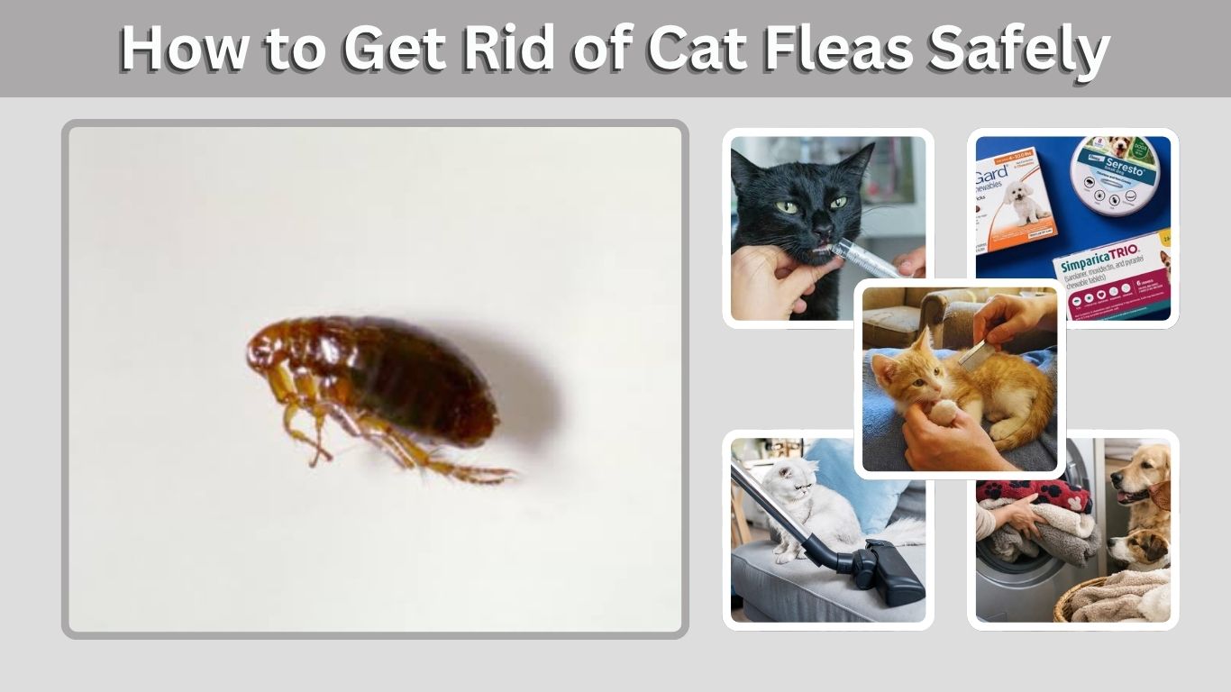 How to Get Rid of Cat Fleas Safely and Keep Them Away