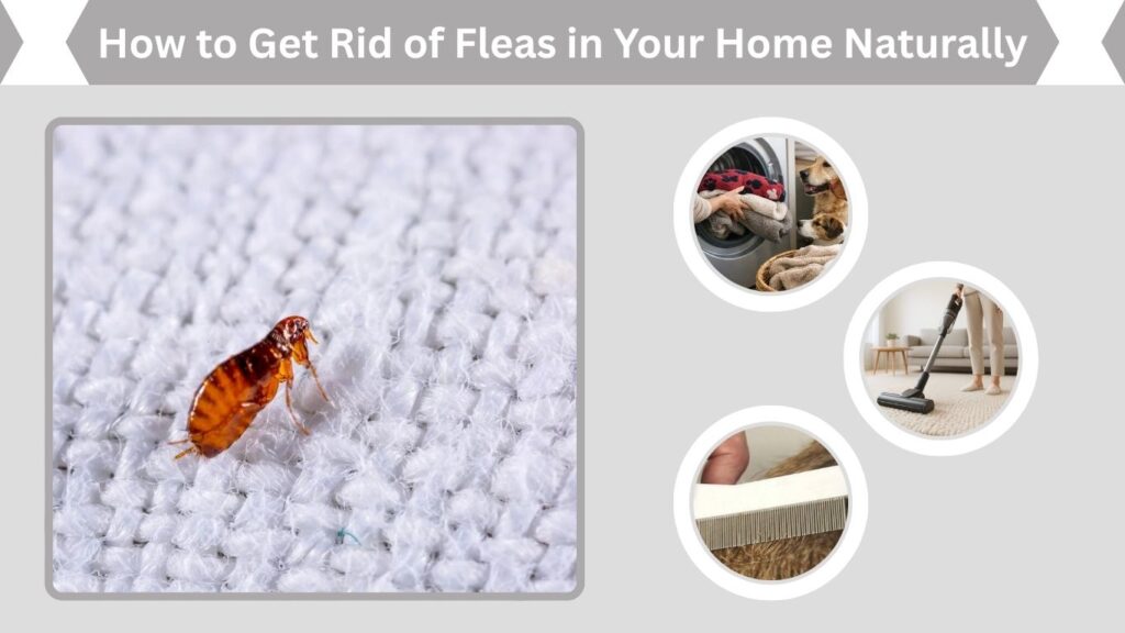 How to Get Rid of Fleas in Your Home Naturally