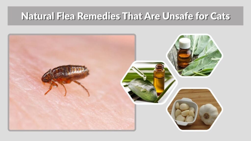 Natural Flea Remedies That Are Unsafe for Cats