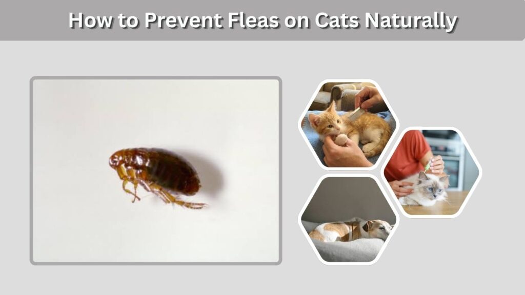 How to Prevent Fleas on Cats Naturally