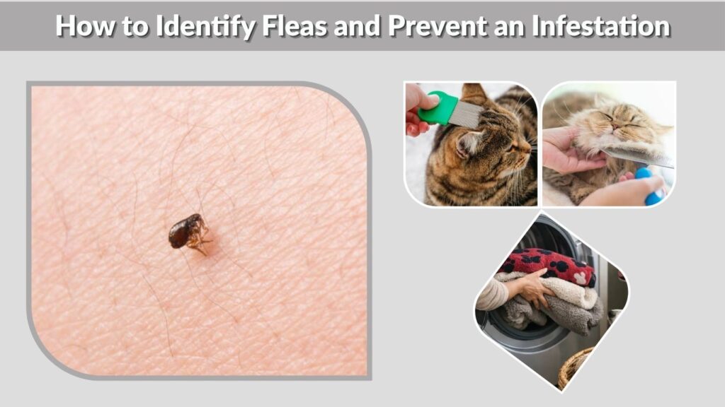 How to Identify Fleas and Prevent an Infestation