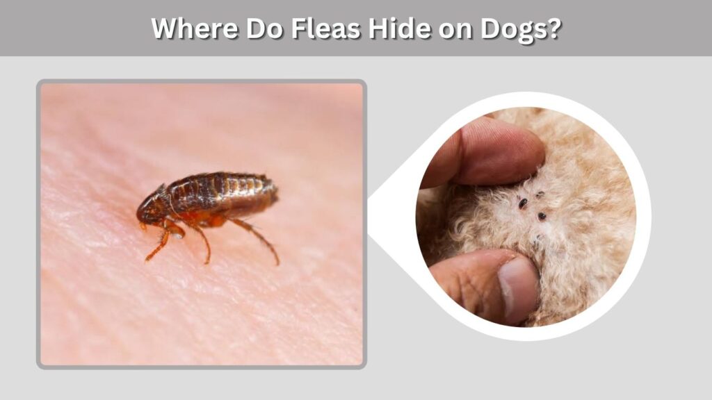 Where Do Fleas Hide on Dogs?
