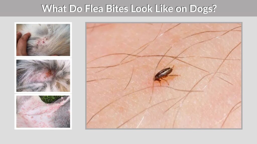 What Do Flea Bites Look Like on Dogs?