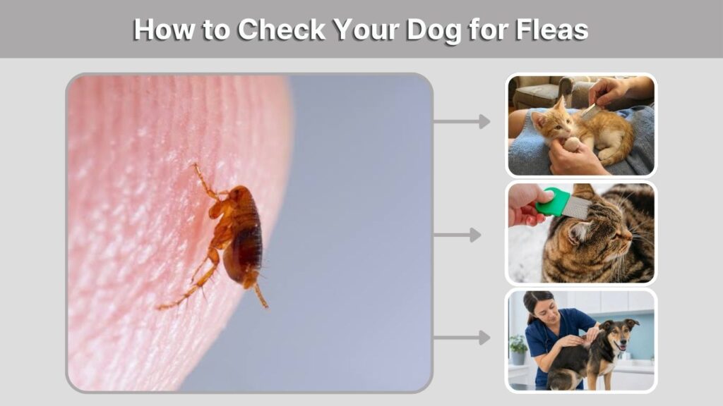 How to Check Your Dog for Fleas