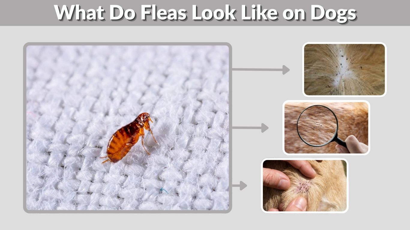 What Do Fleas Look Like on Dogs? Signs, Eggs & Bites