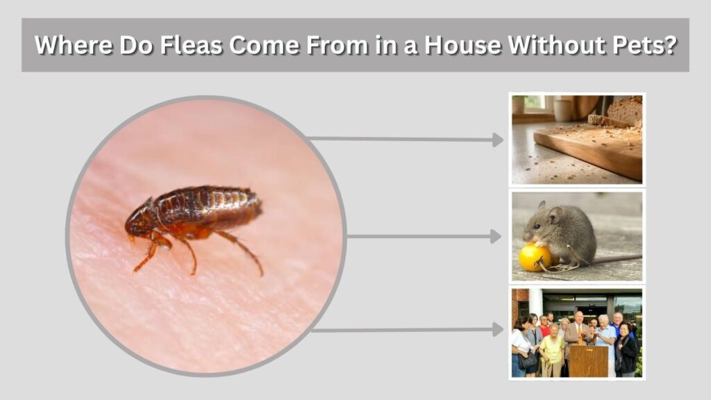 Where Do Fleas Come From in a House Without Pets?