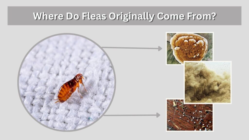 Where Do Fleas Originally Come From?