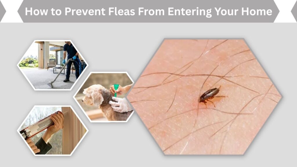 How to Prevent Fleas From Entering Your Home
