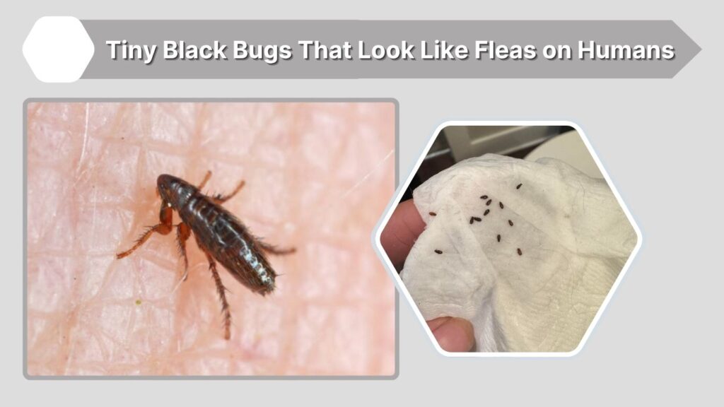 Tiny Black Bugs That Look Like Fleas on Humans