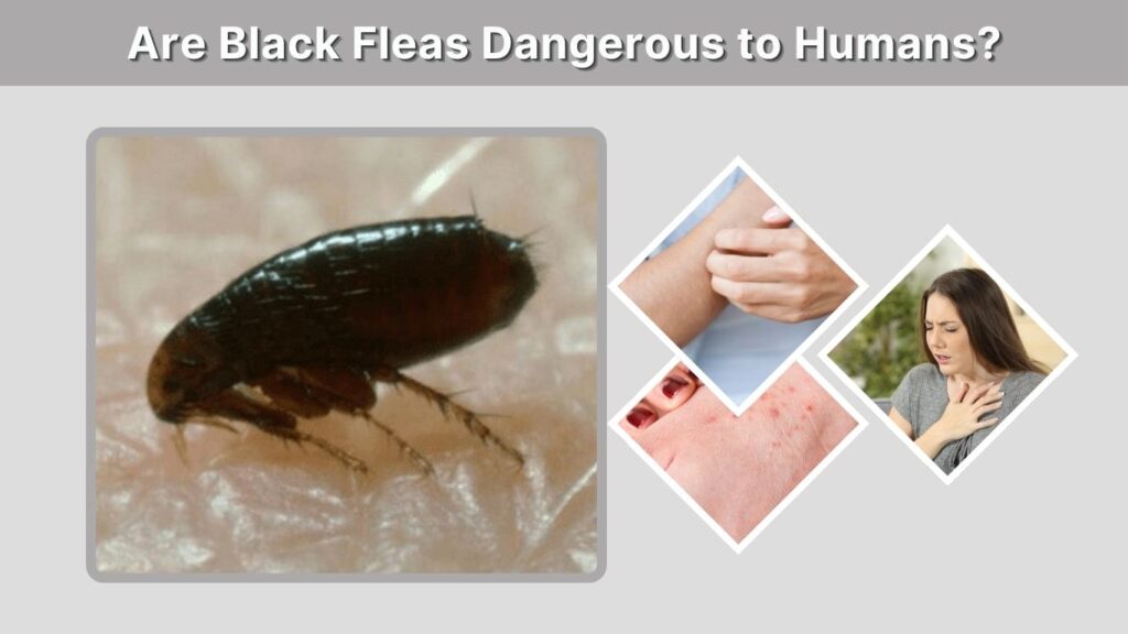 Are Black Fleas Dangerous to Humans?