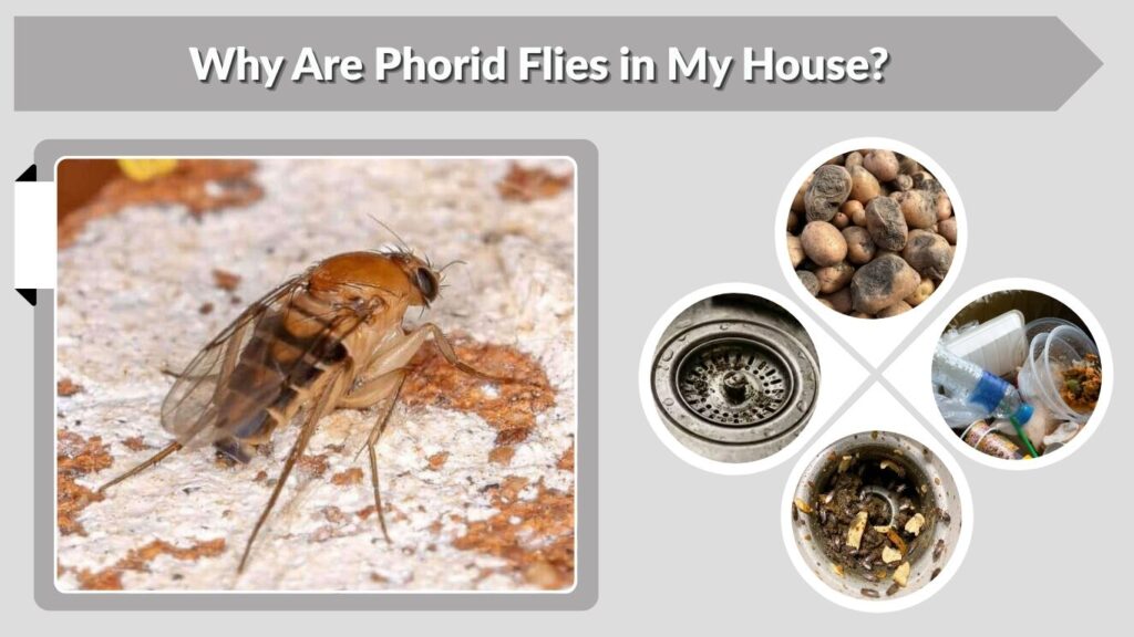 Why Are Phorid Flies in My House?