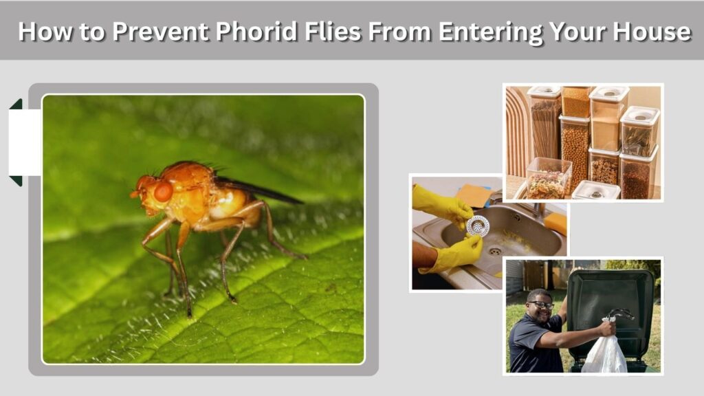How to Prevent Phorid Flies From Entering Your House