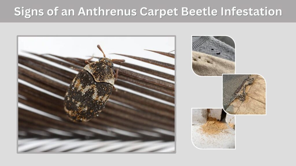 Signs of an Anthrenus Carpet Beetle Infestation