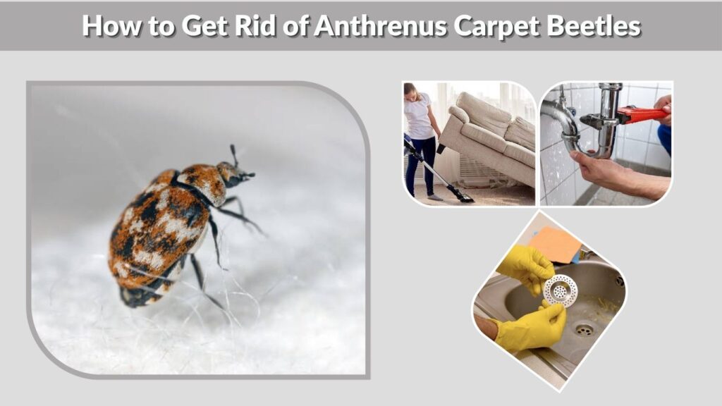 How to Get Rid of Anthrenus Carpet Beetles