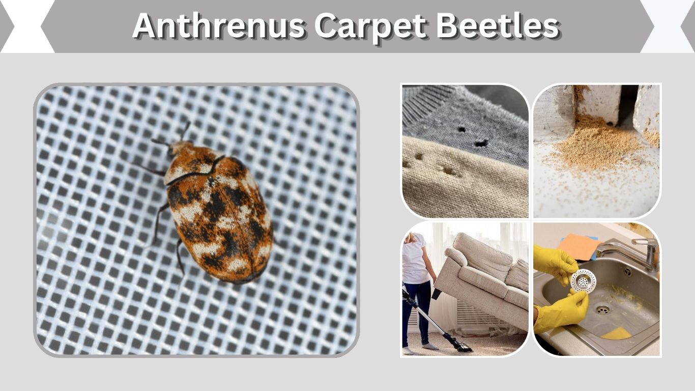 Anthrenus Carpet Beetles: Identification, Larvae & Control
