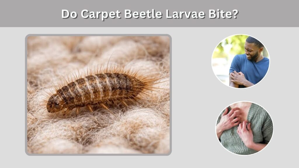 Do Carpet Beetle Larvae Bite?