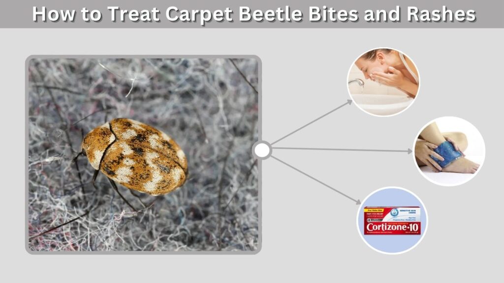 How to Treat Carpet Beetle Bites and Rashes