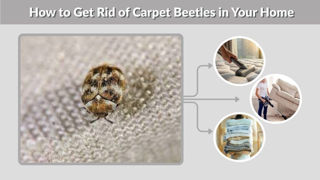 How to Get Rid of Carpet Beetles in Your Home