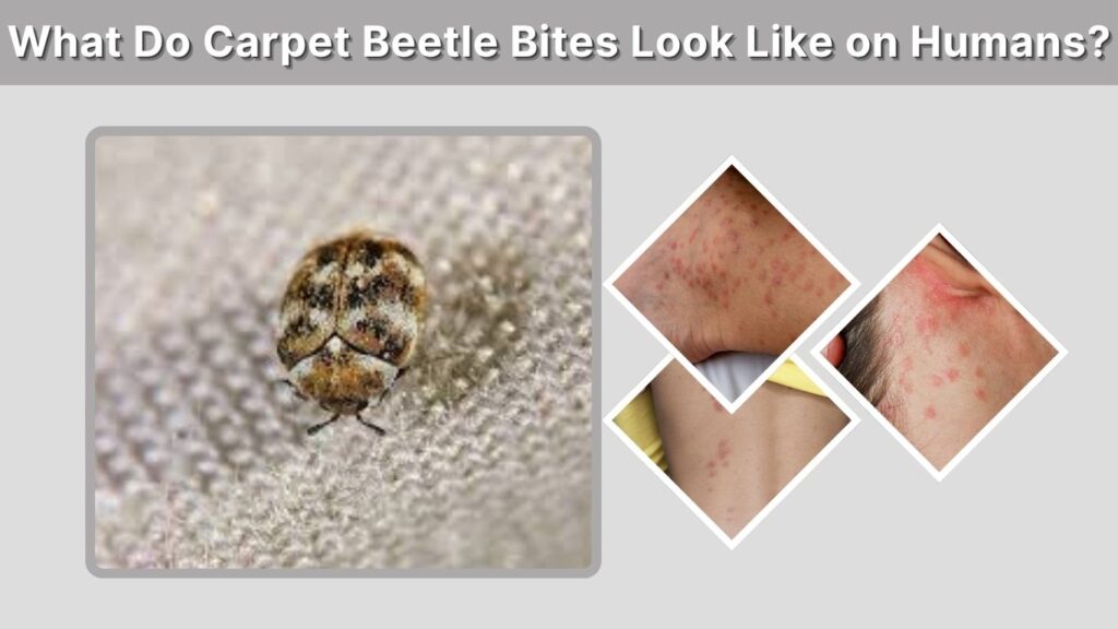 What Do Carpet Beetle Bites Look Like on Humans?