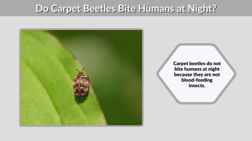 Do Carpet Beetles Bite Humans at Night?