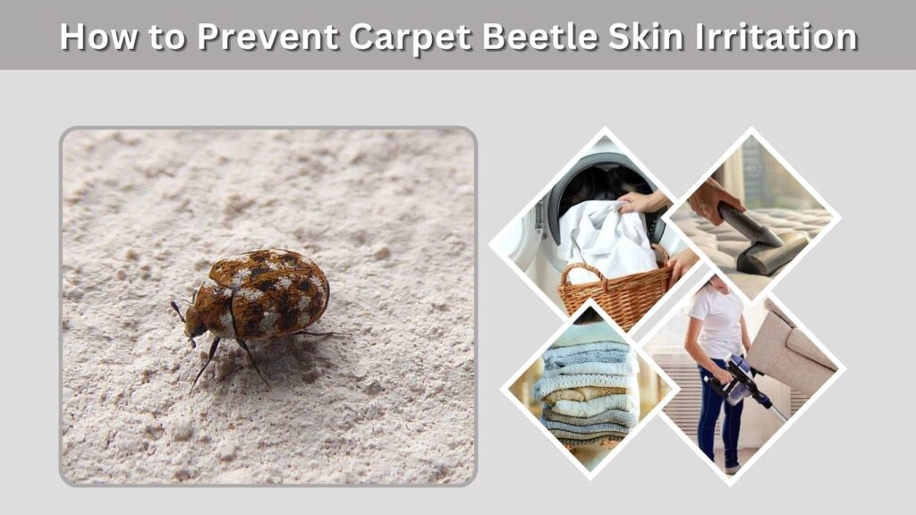 How to Prevent Carpet Beetle Skin Irritation