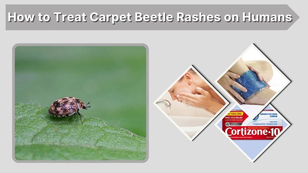 How to Treat Carpet Beetle Rashes on Humans