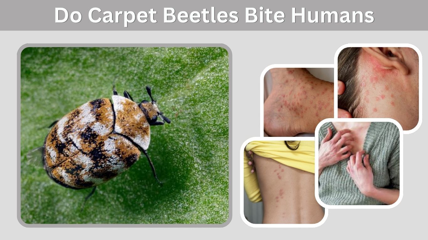 Do Carpet Beetles Bite Humans? Rash, Symptoms & Treatment