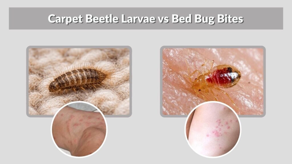 Carpet Beetle Larvae vs Bed Bug Bites