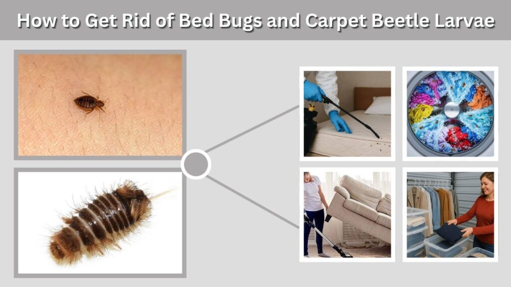 How to Get Rid of Bed Bugs and Carpet Beetle Larvae