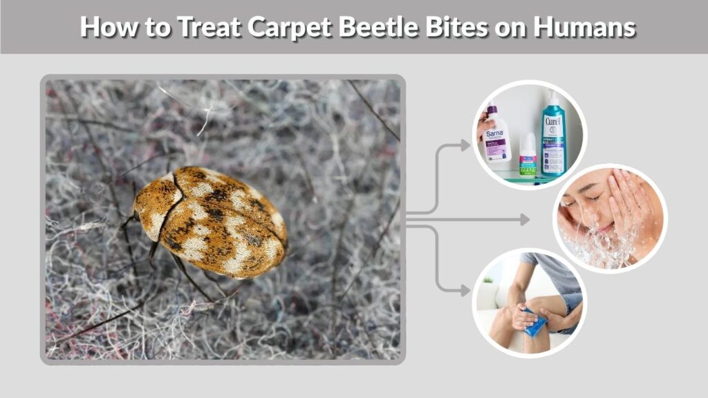 How to Treat Carpet Beetle Bites on Humans