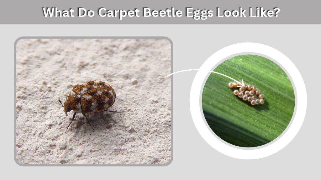 What Do Carpet Beetle Eggs Look Like?