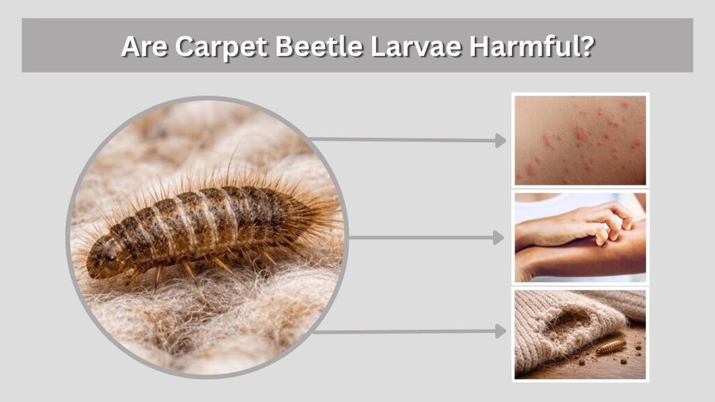 Are Carpet Beetle Larvae Harmful?