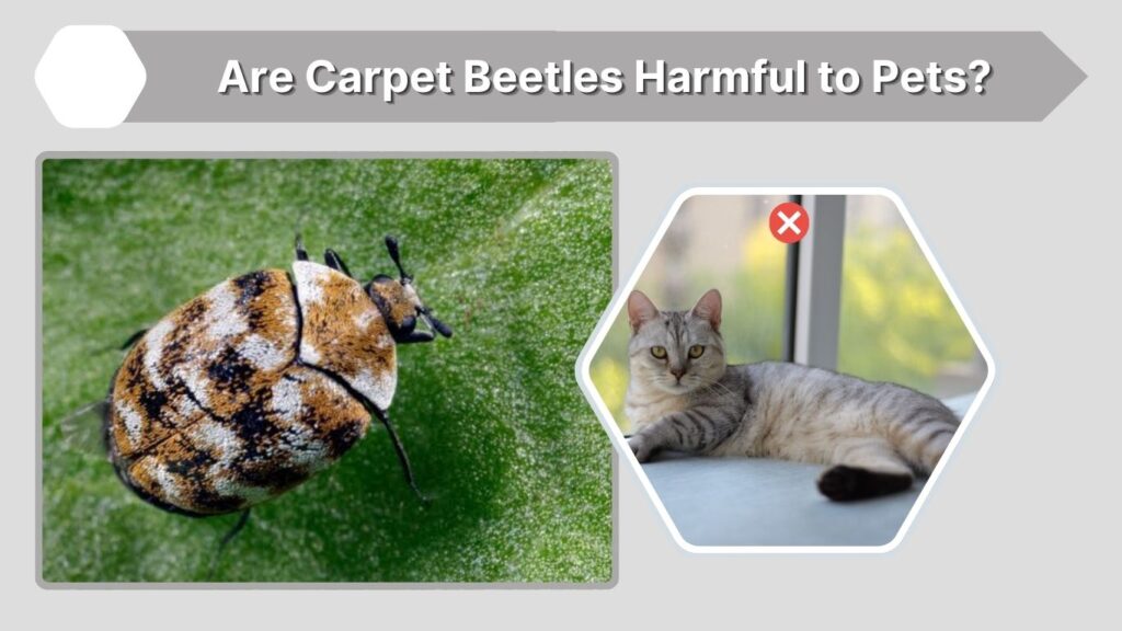 Are Carpet Beetles Harmful to Pets?
