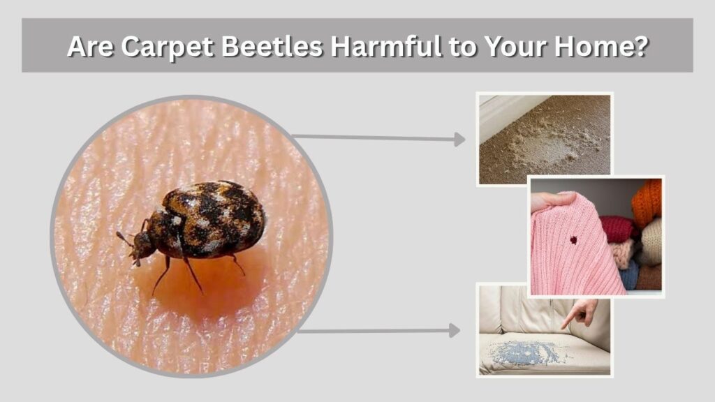 Are Carpet Beetles Harmful to Your Home?