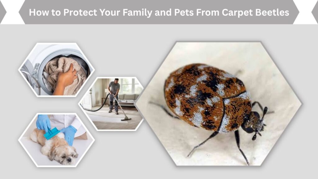 How to Protect Your Family and Pets From Carpet Beetles