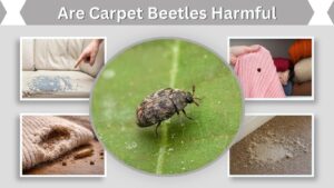Are Carpet Beetles Harmful? Risks to Humans and Pets
