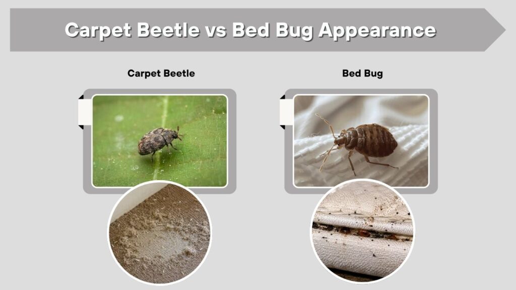 Carpet Beetle vs Bed Bug Appearance