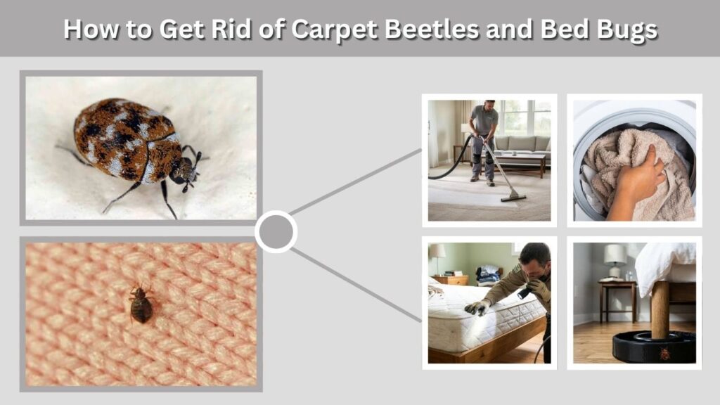 How to Get Rid of Carpet Beetles and Bed Bugs