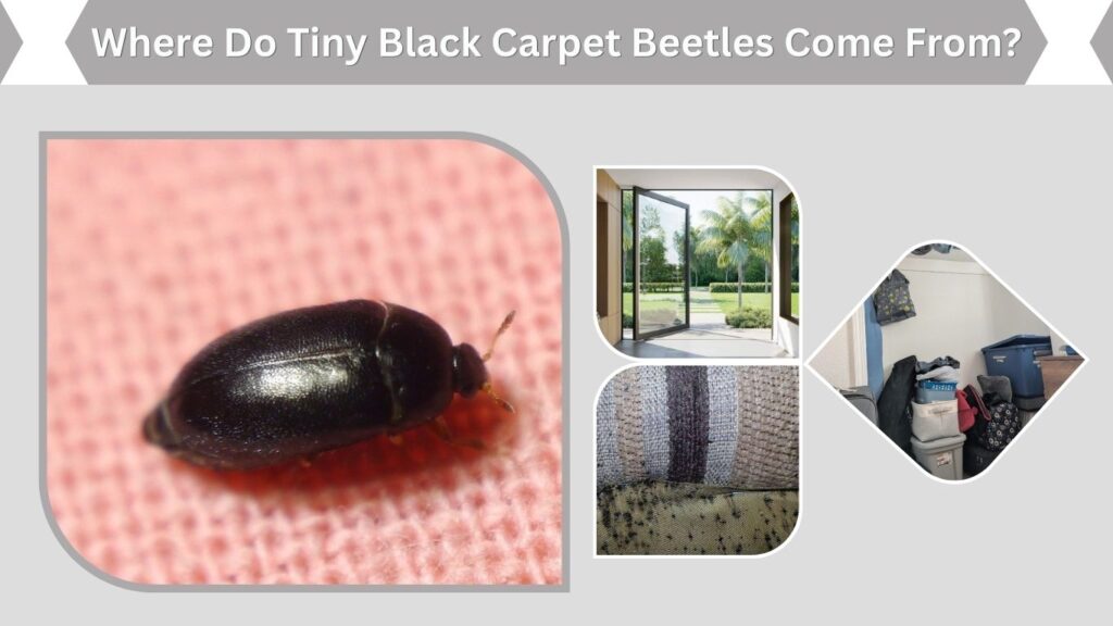 Where Do Tiny Black Carpet Beetles Come From?
