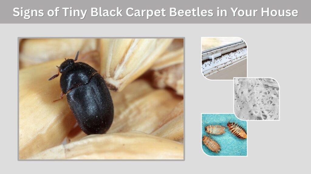 Signs of Tiny Black Carpet Beetles in Your House