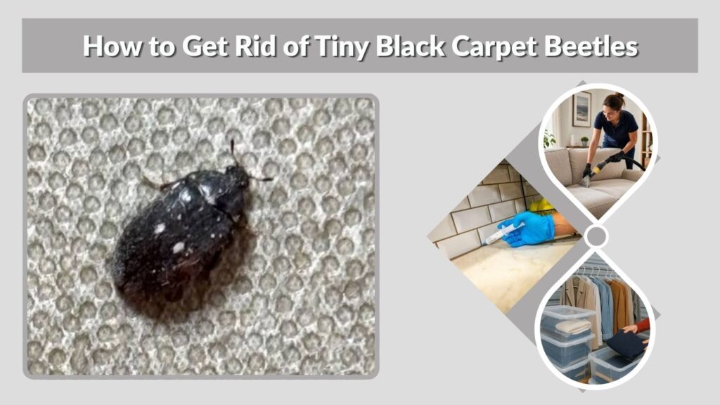 How to Get Rid of Tiny Black Carpet Beetles