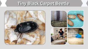 Tiny Black Carpet Beetle: Identification, Signs & Removal